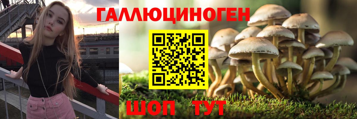 Псилоцибиновые грибы Psilocybe Конаково